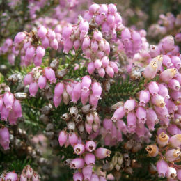 Erica terminalis